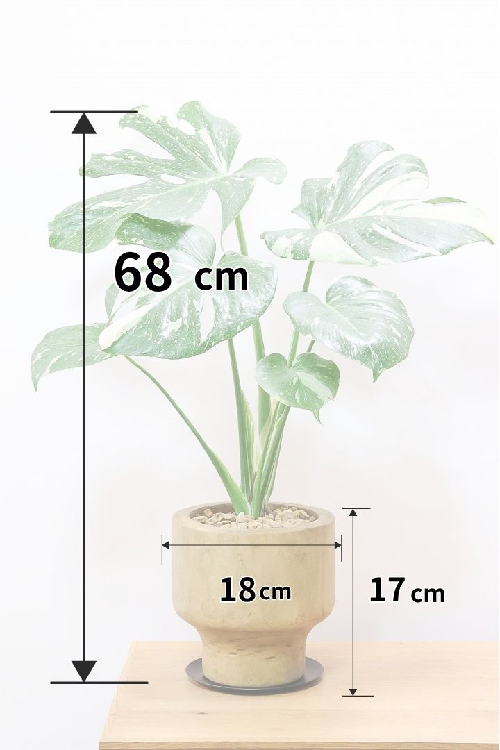 モンステラ タイコンステレーションWW61836| 観葉植物の通信販売