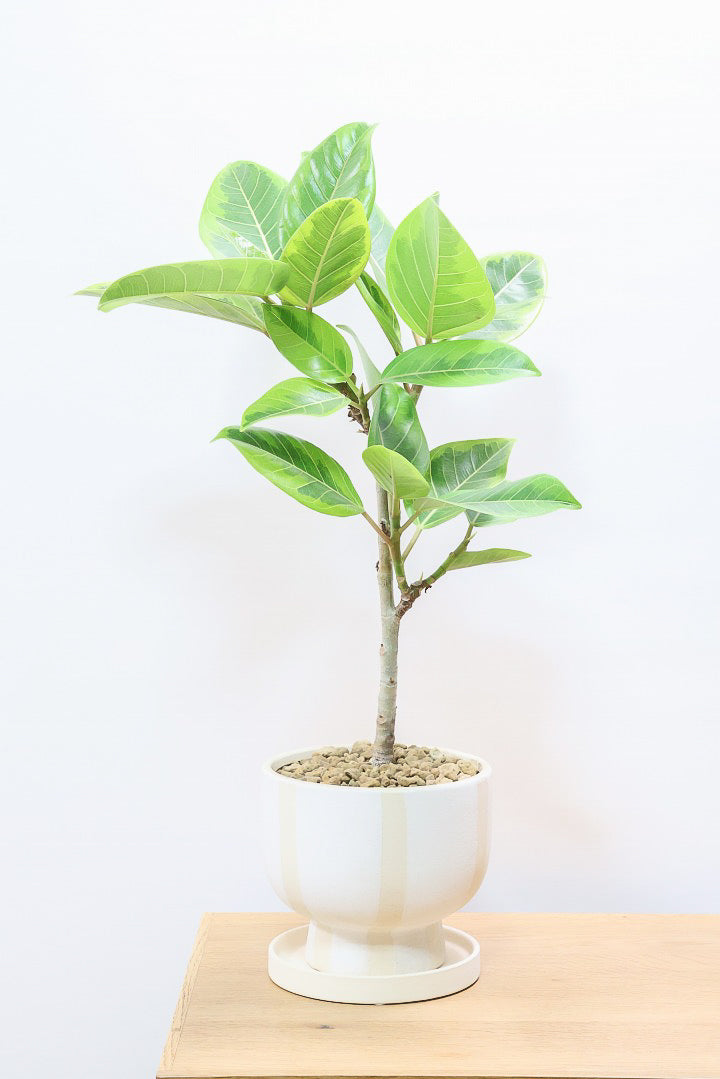 初めてでもできるゴムの木の取り木| 観葉植物の基礎知識|APEGO