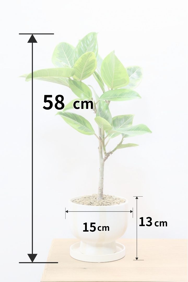 初めてでもできるゴムの木の取り木| 観葉植物の基礎知識|APEGO