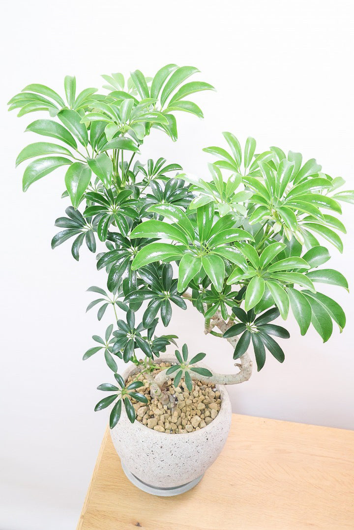 シェフレラ コンパクタCO61839| 観葉植物の通信販売 | APEGO(アペーゴ)