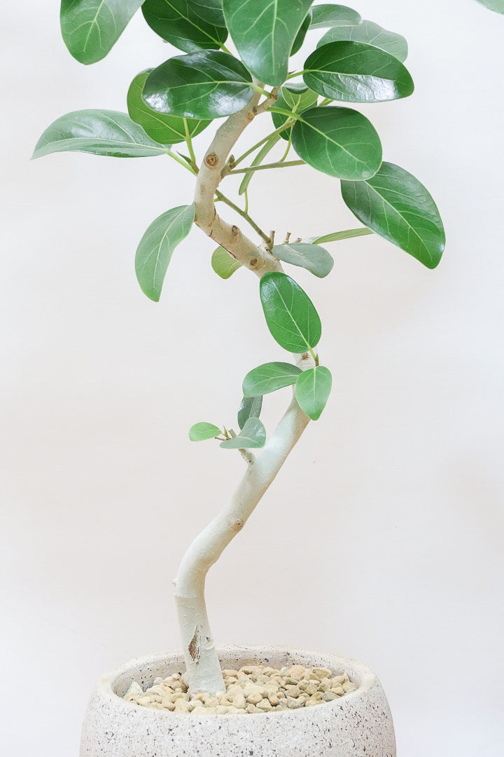 ベンガレンシスCO61841| 観葉植物の通信販売 | APEGO(アペーゴ)