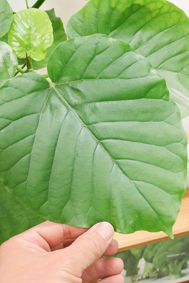 【ウンベラータ】これはホント良い樹形！葉の大きさもちょうどいいと思います！存在感があるのでインテリアにはピッタリ！