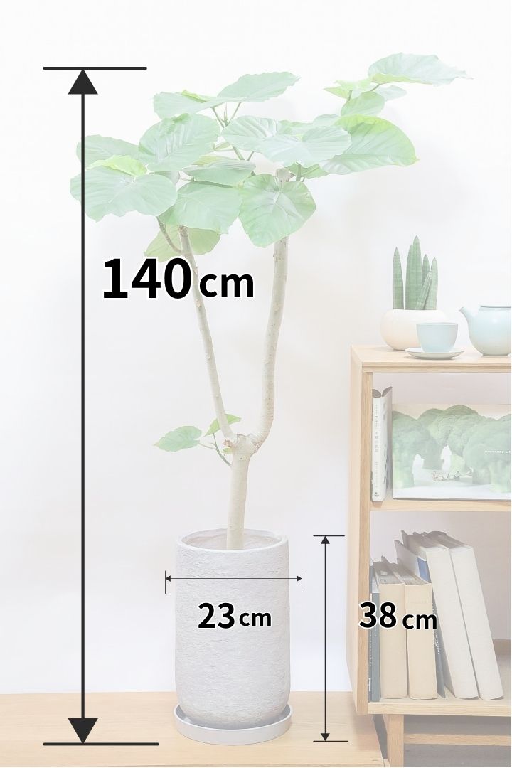 ウンベラータIV61842| 観葉植物の通信販売 | APEGO(アペーゴ)