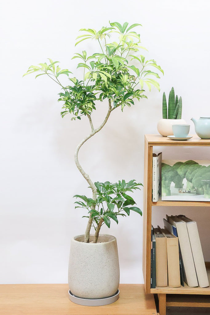 シェフレラ アッシュフォリアIV61843| 観葉植物の通信販売 | APEGO