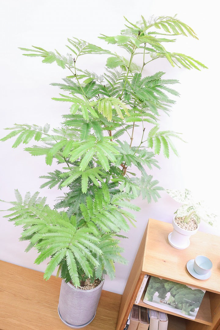 エバーフレッシュIV61846| 観葉植物の通信販売 | APEGO(アペーゴ)