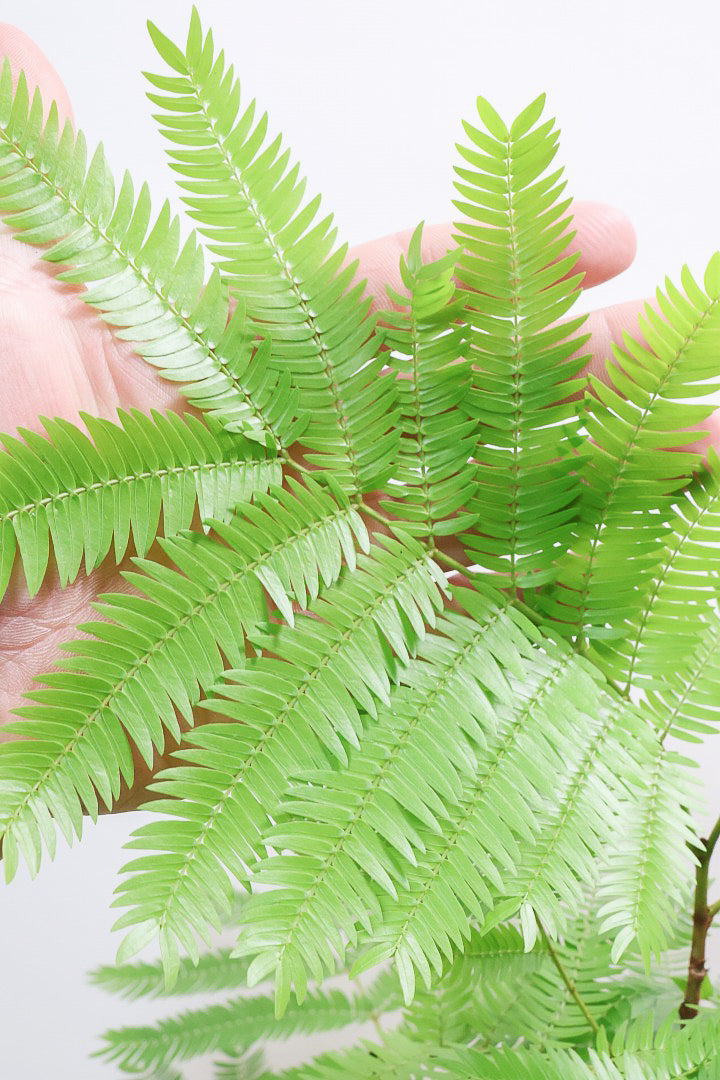 エバーフレッシュWIV61847| 観葉植物の通信販売 | APEGO(アペーゴ)