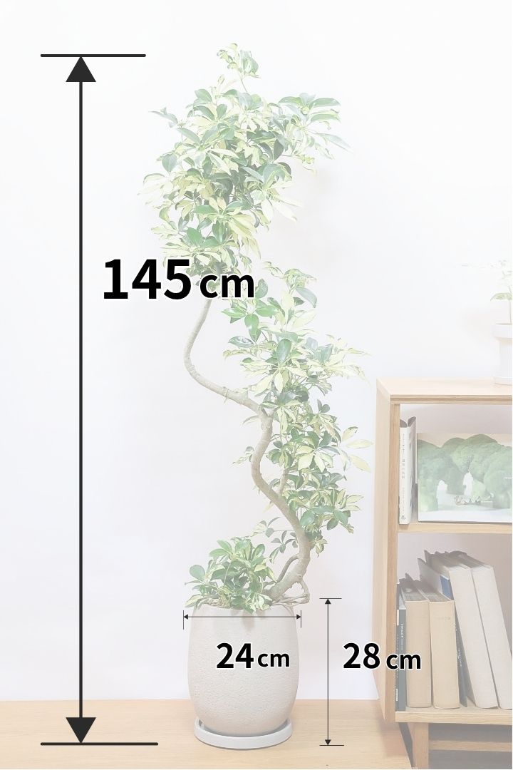 シェフレラ グランディGIV61848| 観葉植物の通信販売 | APEGO(アペーゴ)