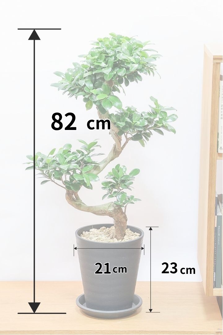 ガジュマルPP61849| 観葉植物の通信販売 | APEGO(アペーゴ)