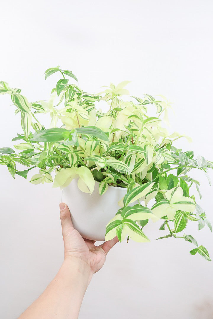 送料無料】観葉植物の1点もの通販 | APEGO(アペーゴ)