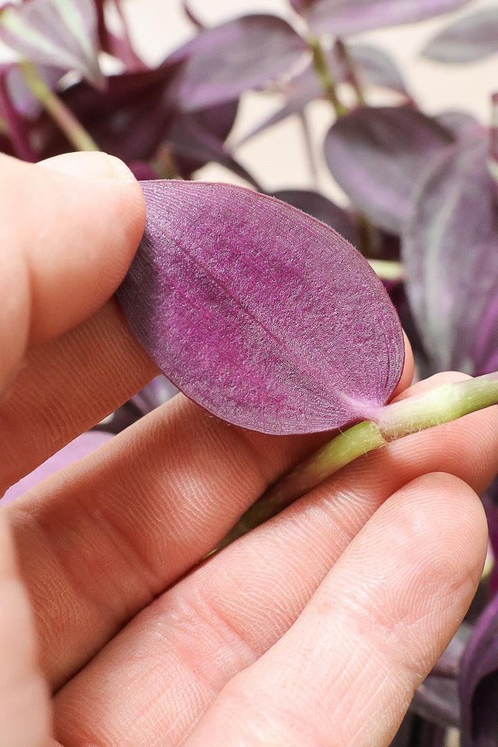 トラディスカンチア ダークパープルPP61856| 観葉植物の通信販売