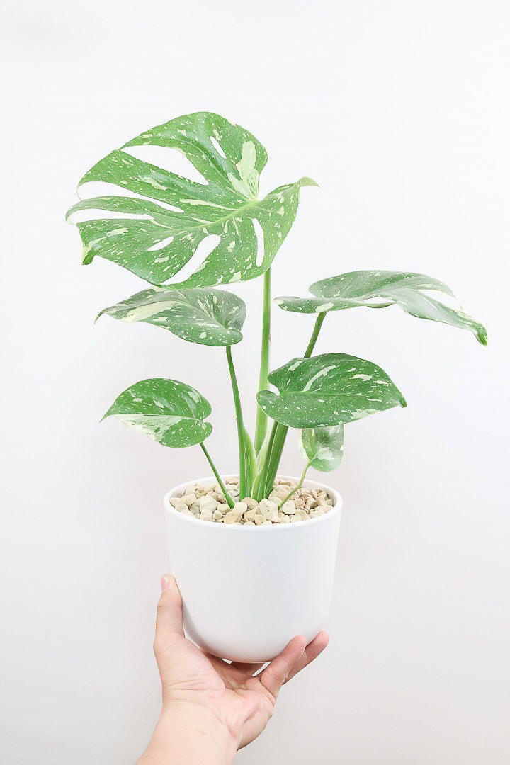 モンステラ タイコンステレーションPP61857A| 観葉植物の通信販売