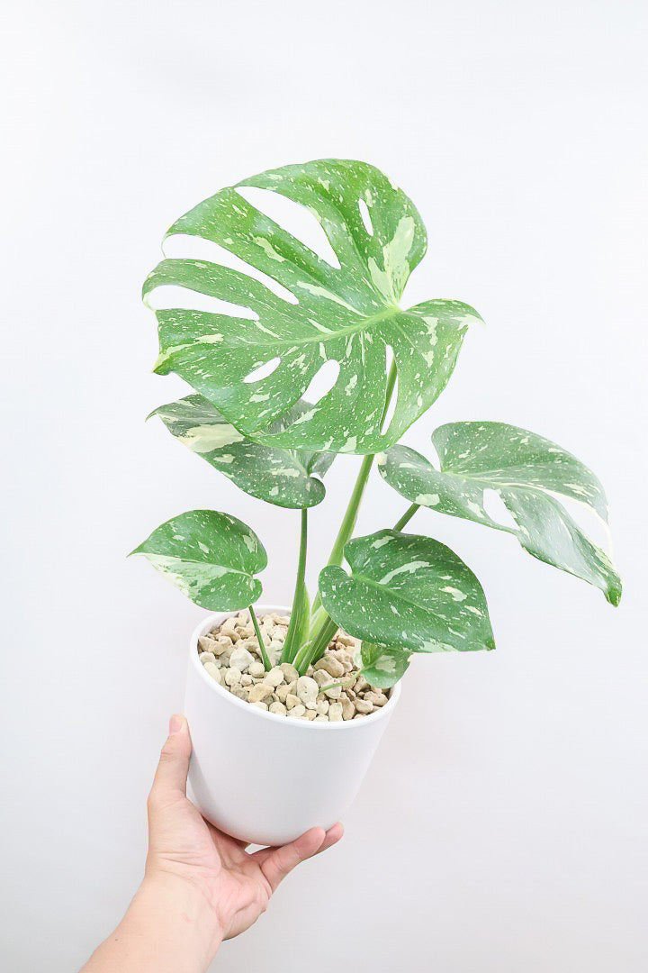 モンステラ タイコンステレーションPP61857A| 観葉植物の通信販売