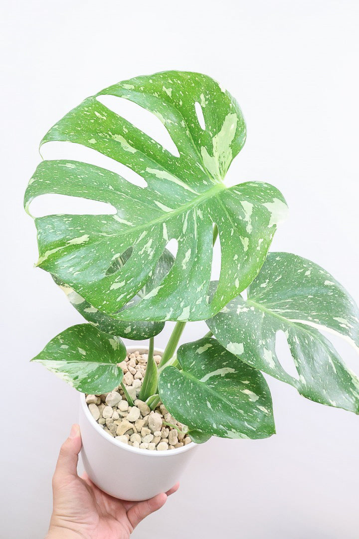 購入前にチェック!元気なモンステラの選び方を教えます!| 観葉植物の 購入前にチェック!元気なモンステラの選び方を教えます!| 観葉植物の