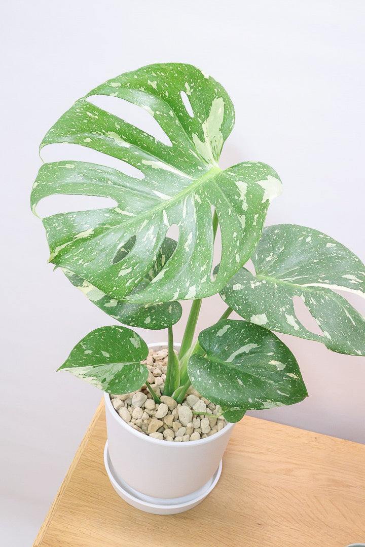モンステラ タイコンステレーションPP61857A| 観葉植物の通信販売