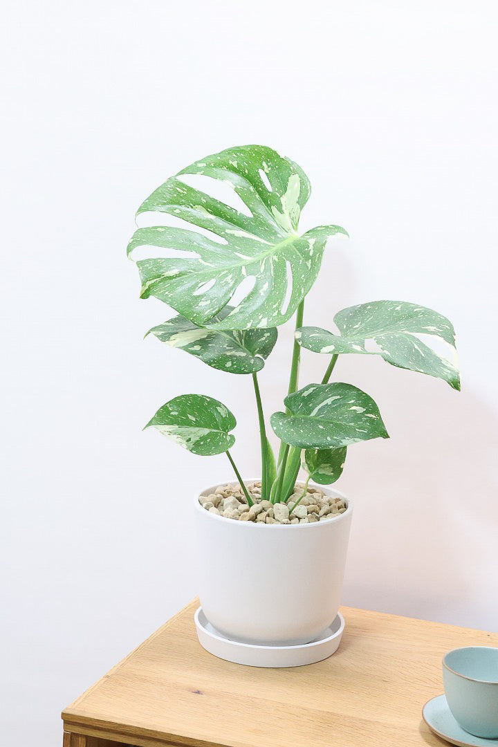 モンステラ タイコンステレーションPP61857A| 観葉植物の通信販売