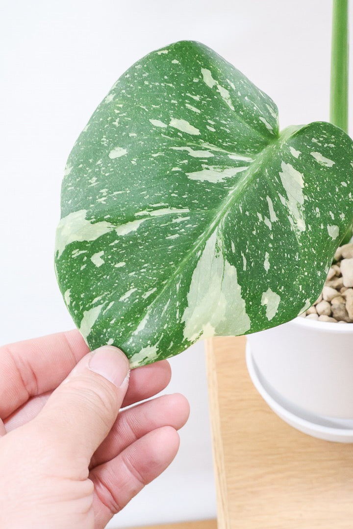 モンステラ タイコンステレーションPP61857A| 観葉植物の通信販売