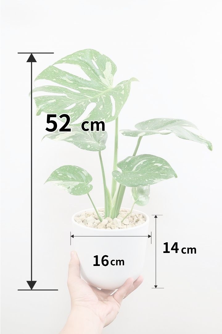 購入前にチェック！元気なモンステラの選び方を教えます！| 観葉植物の