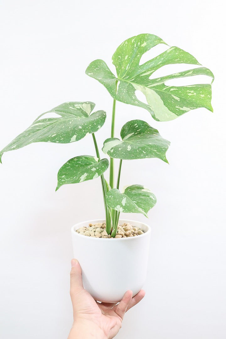モンステラ タイコンステレーションPP61858B| 観葉植物の通信販売