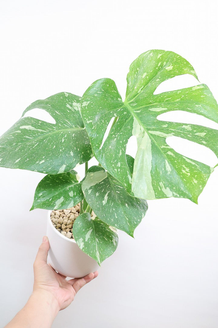 送料無料】観葉植物の1点もの通販 | APEGO(アペーゴ)