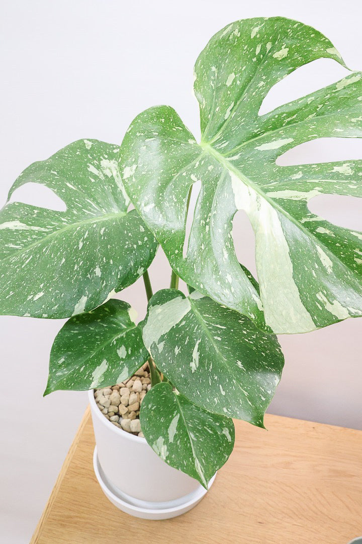 モンステラ タイコンステレーションPP61858B| 観葉植物の通信販売