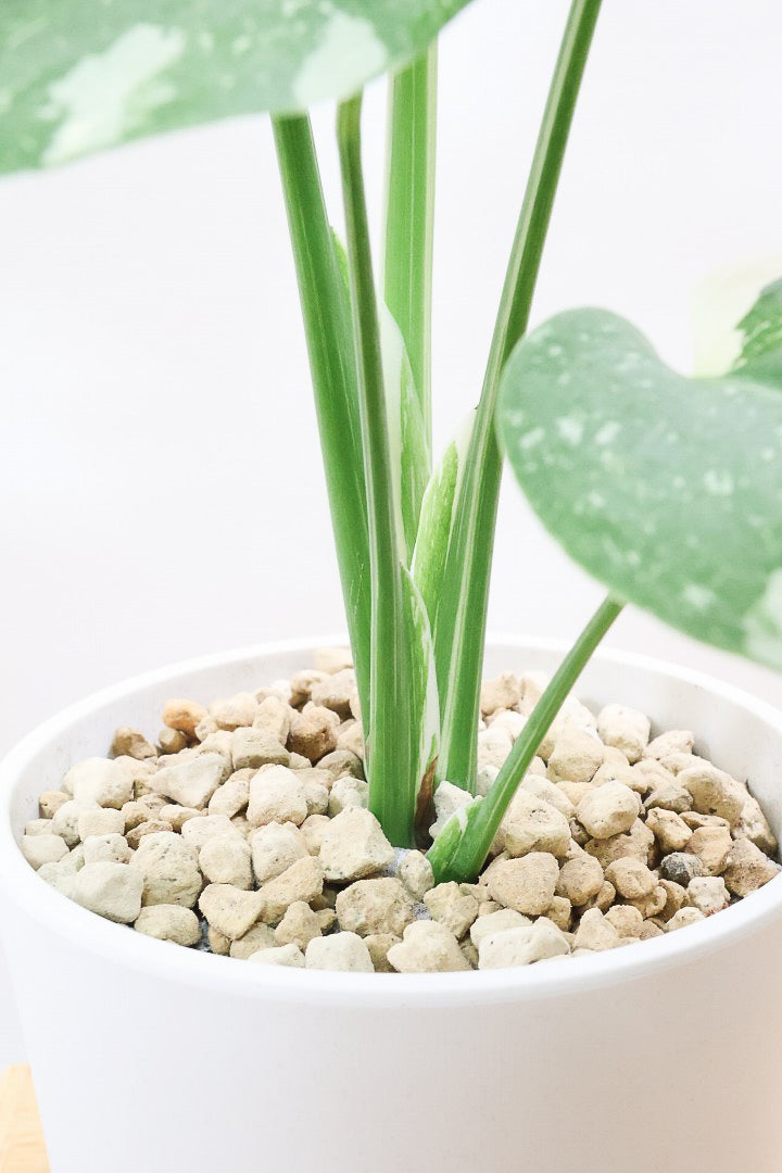 モンステラ タイコンステレーションPP61858B| 観葉植物の通信販売