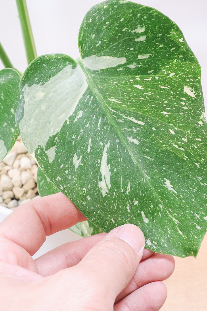 モンステラ タイコンステレーションPP61858B| 観葉植物の通信販売