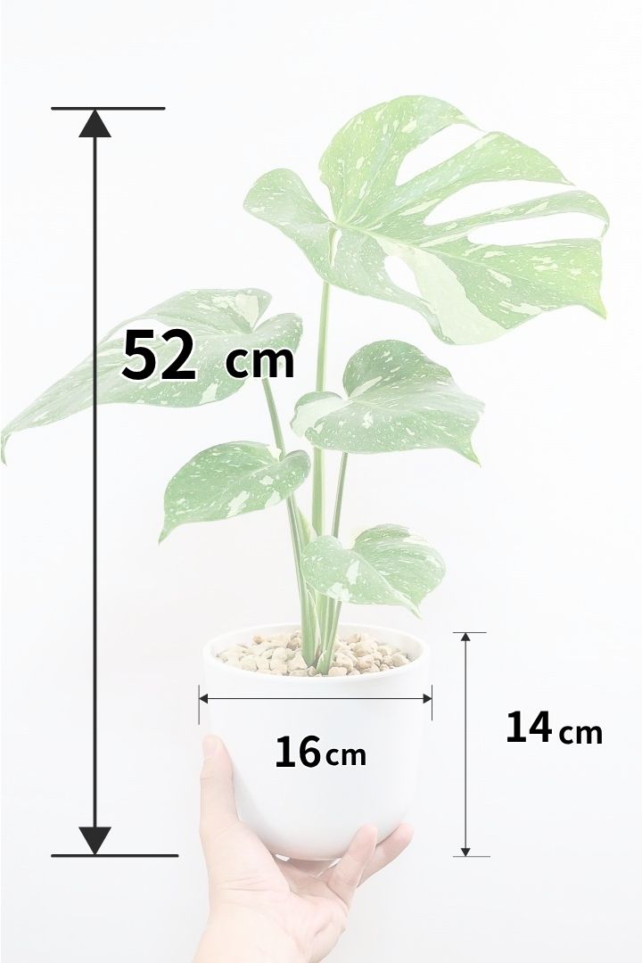 モンステラ タイコンステレーションPP61858B| 観葉植物の通信販売