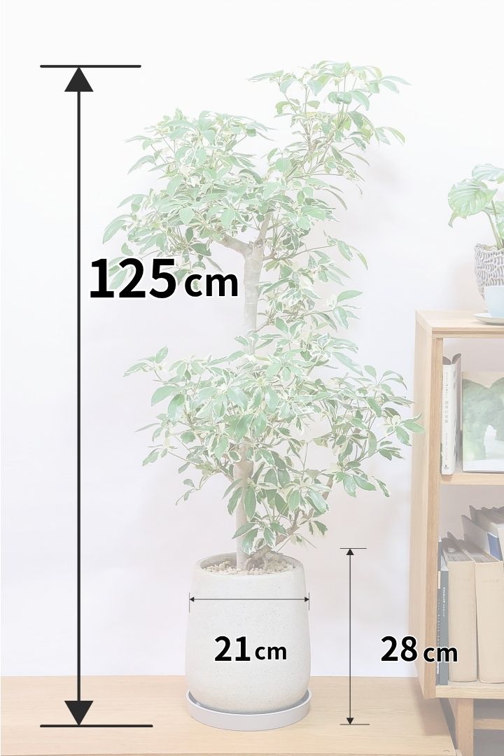【シェフレラ バリエガタ】カッコいい樹形と良い大きさ！ホワイト＆グリーンのとってもかわいい葉が特徴です！