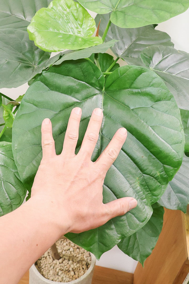 ウンベラータIV61860| 観葉植物の通信販売 | APEGO(アペーゴ)