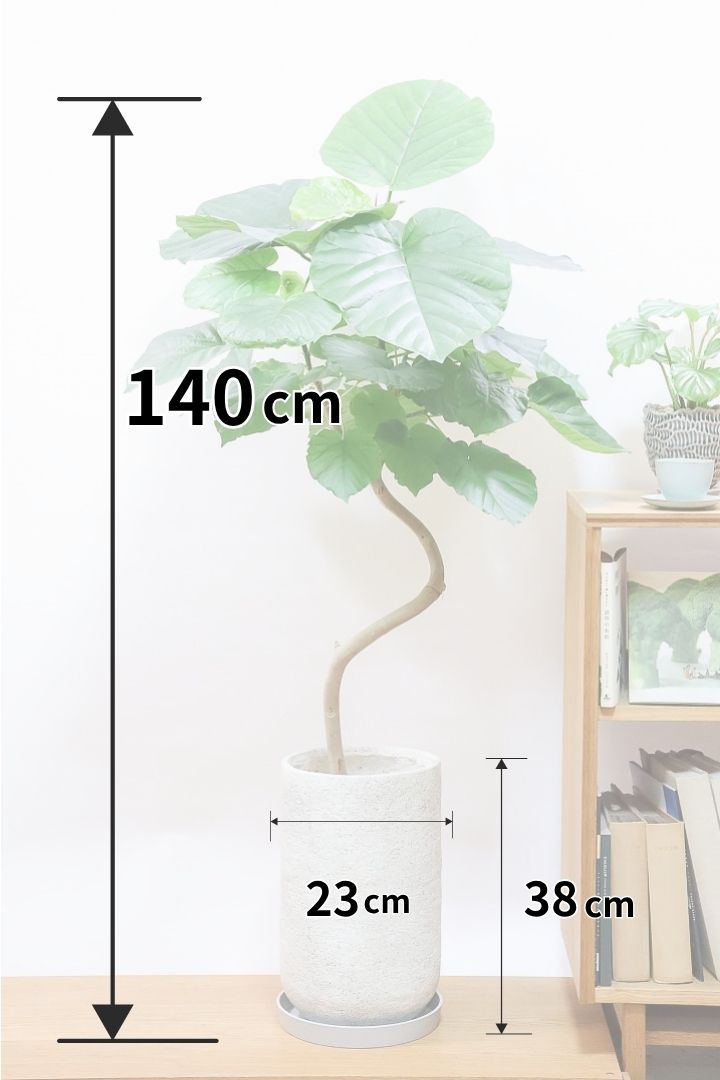 ウンベラータIV61860| 観葉植物の通信販売 | APEGO(アペーゴ)