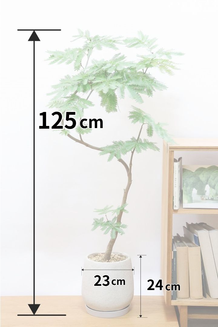 【エバーフレッシュ】やっと入荷できました！一番人気のサイズです！樹形も素晴らしいのでおススメですよ！