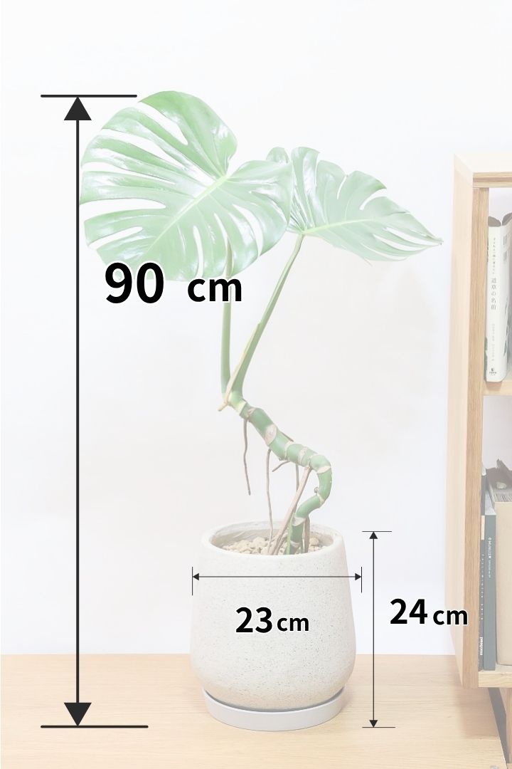 購入前にチェック！元気なモンステラの選び方を教えます！| 観葉植物の