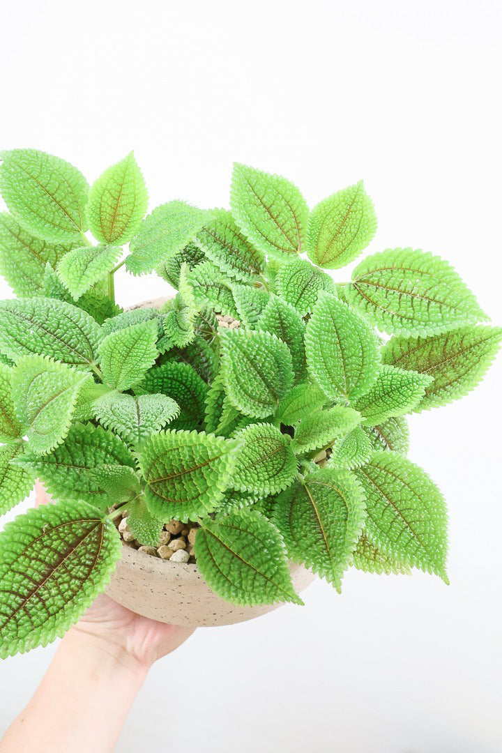 送料無料】観葉植物の1点もの通販 | APEGO(アペーゴ)
