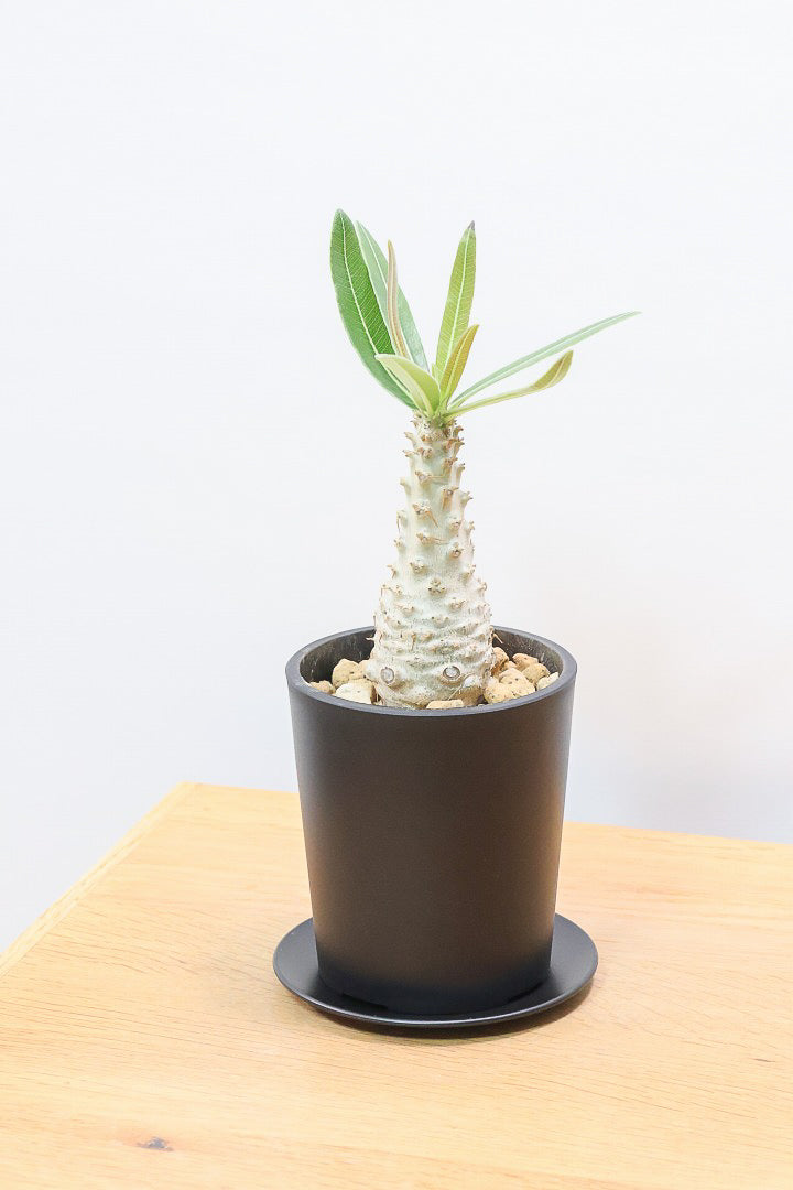 パキポディウム グラキリスPP61865| 観葉植物の通信販売 | APEGO(アペーゴ)