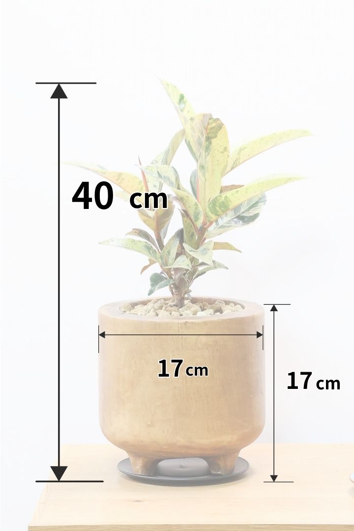 初めてでもできるゴムの木の取り木| 観葉植物の基礎知識|APEGO