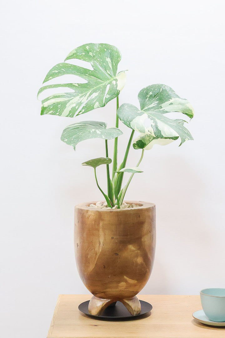 モンステラが風水的に優れている理由| 観葉植物の基礎知識|APEGO