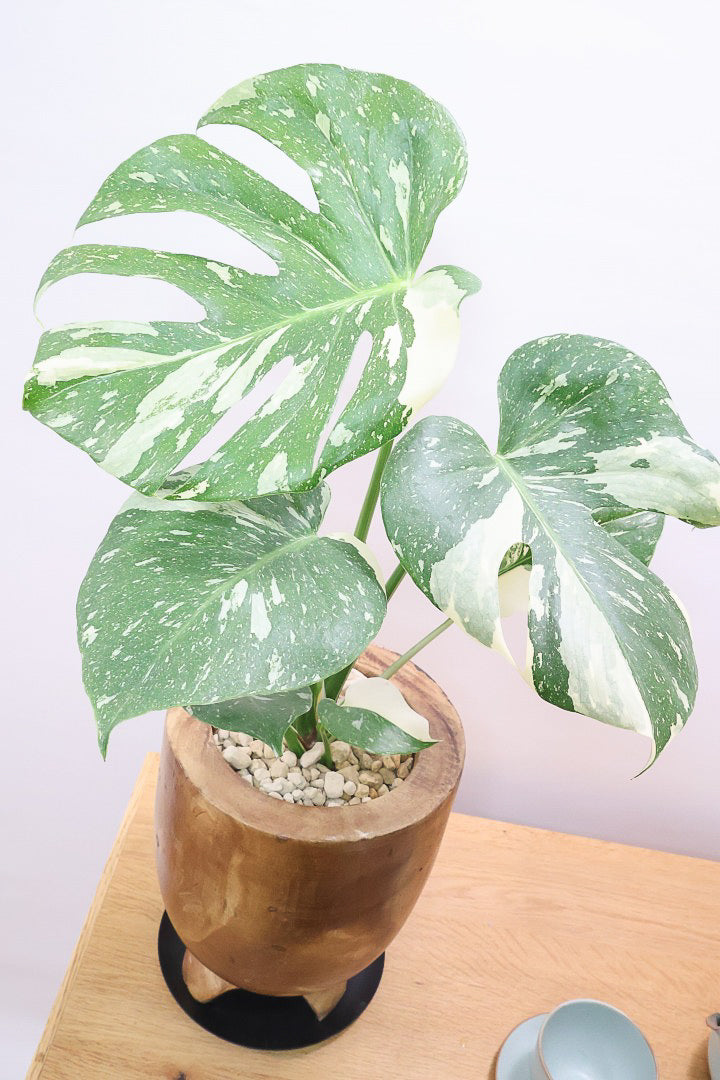 モンステラ タイコンステレーションWW61872| 観葉植物の通信販売