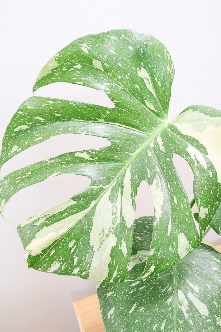 モンステラ タイコンステレーションWW61872| 観葉植物の通信販売