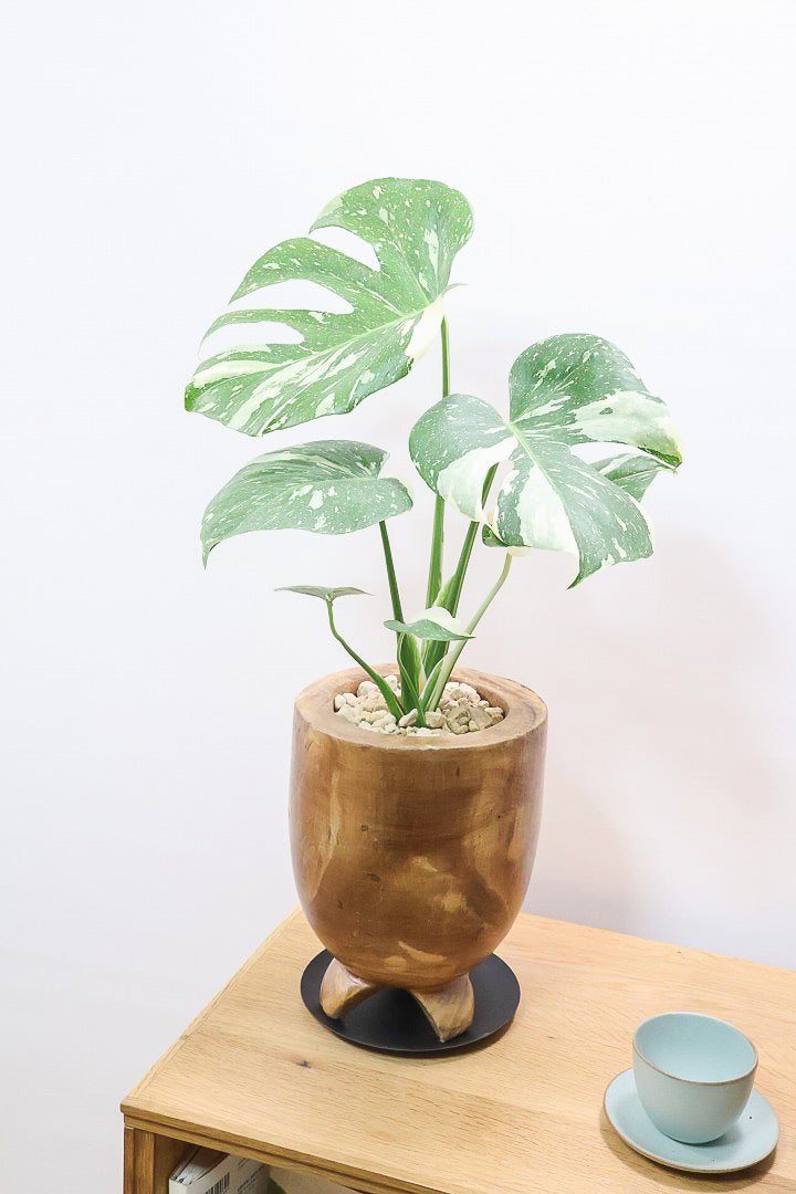 モンステラ タイコンステレーションWW61872| 観葉植物の通信販売