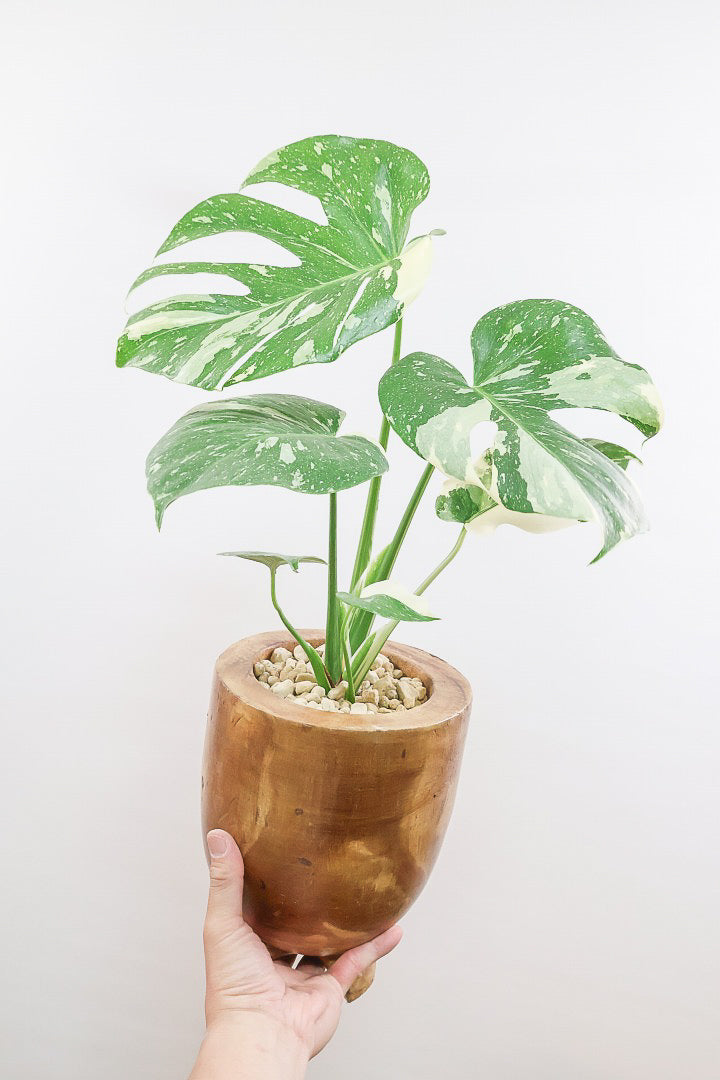 モンステラ タイコンステレーションWW61872| 観葉植物の通信販売