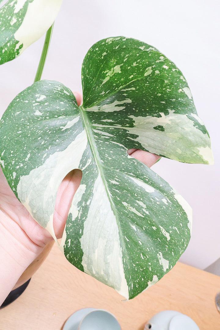 モンステラ タイコン ステレーション 陶器鉢 観葉植物 美品 モンステラ タイコンステレーションWW61872| 観葉植物の通信販売