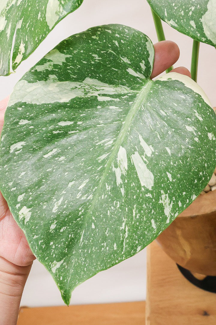 モンステラ タイコンステレーションWW61872| 観葉植物の通信販売