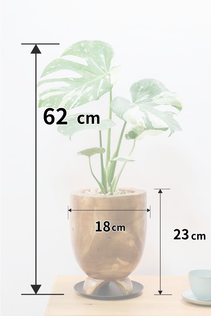 モンステラ タイコンステレーションWW61872| 観葉植物の通信販売
