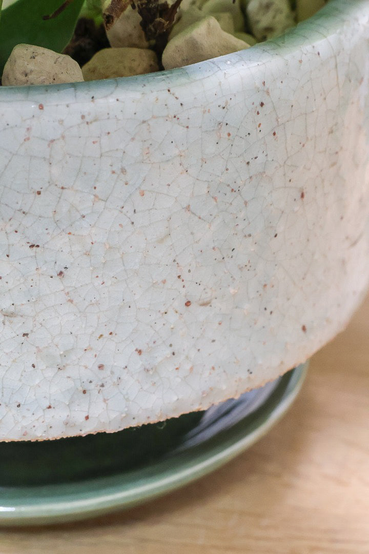 【フィロデンドロン クリームスプラッシュ】葉色が美しい人気種です！様ザナなカラーがミックスされたかわいい葉っぱです！