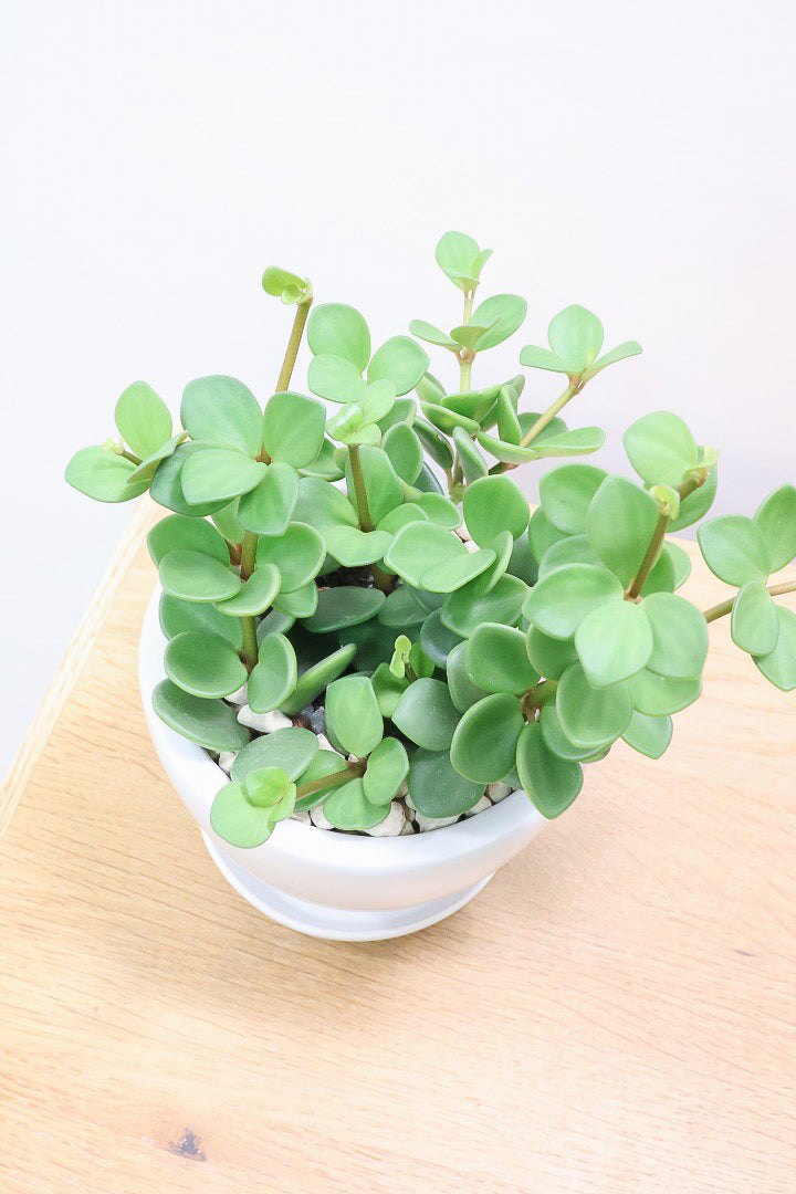 【ペペロミア  ホープ】まん丸のかわいい葉。ペペロミアの中でも肉厚でかわいい葉です！POTはシンプルなものを合わせました！