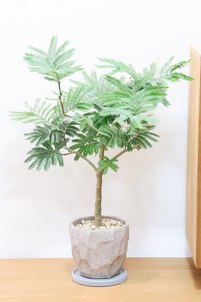 エバーフレッシュCO61885| 観葉植物の通信販売 | APEGO(アペーゴ)