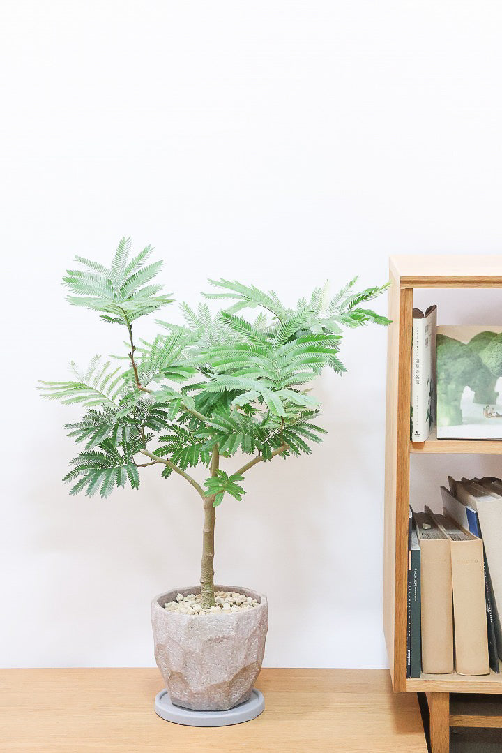 エバーフレッシュCO61885| 観葉植物の通信販売 | APEGO(アペーゴ) エバーフレッシュCO61885| 観葉植物の通信販売 | APEGO(アペーゴ)