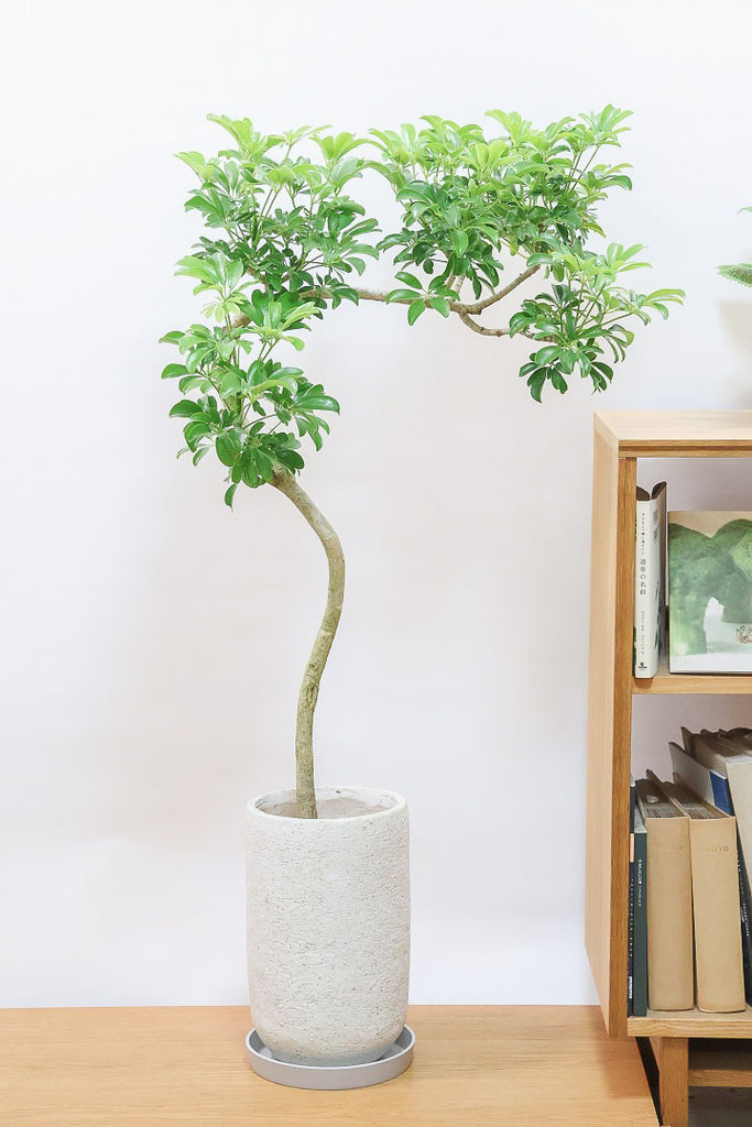 シェフレラ•レナータ♪ 160cm リビングサイズ♪ シェフレラ レナータIV61888| 観葉植物の通信販売 | APEGO(アペーゴ)