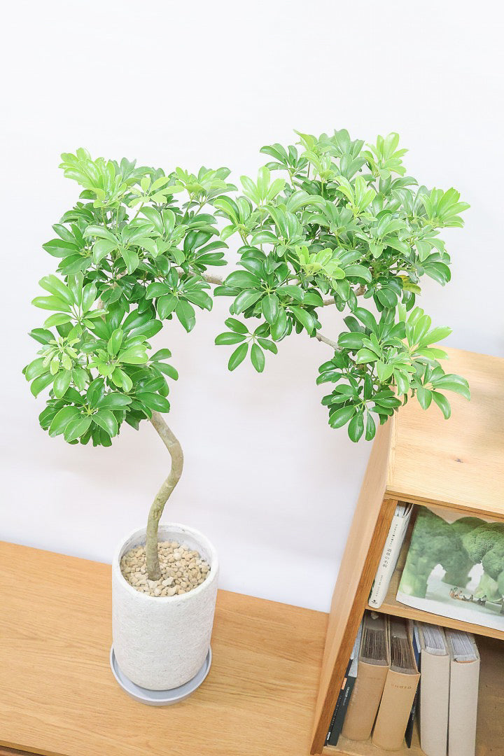 シェフレラ レナータIV61888| 観葉植物の通信販売 | APEGO(アペーゴ)