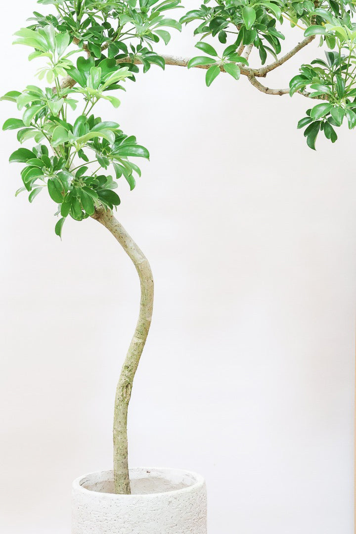 ☆ シェフレラ レナータ♪ 96cm ボリューム感◎ シェフレラ・レナータ｜コンパクタと比べ枝の動きが出やすい品種